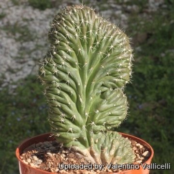 18960 valentino Valentino Vallicelli