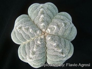 21827 flavio Flavio Agrosi