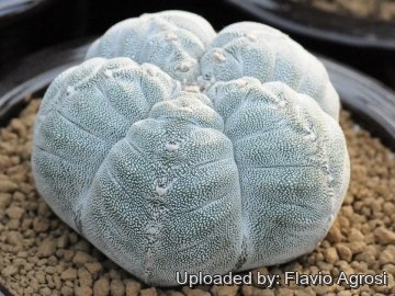 21829 flavio Flavio Agrosi