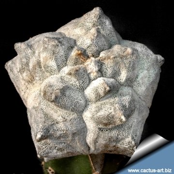 3719 cactus-art Cactus Art