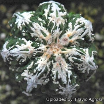 22152 flavio Flavio Agrosi