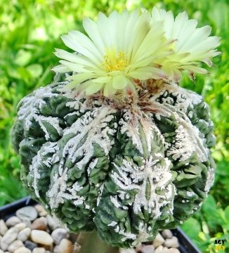 24076 agocs Agócs György