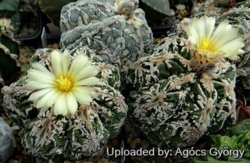 26730 agocs Agócs György