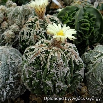 26731 agocs Agócs György