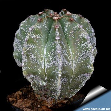 1301 cactus-art Cactus Art