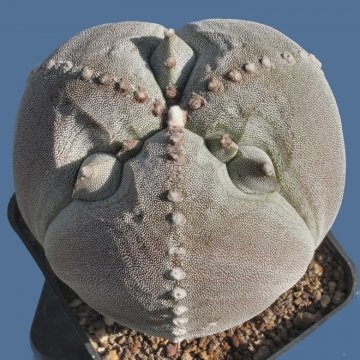 6126 cactus-art Cactus Art