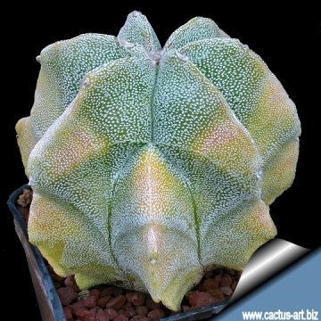 15007 cactus-art Cactus Art
