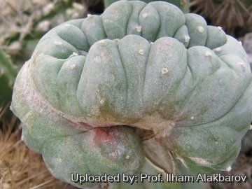 22148 Ilham Prof. Ilham Alakbarov