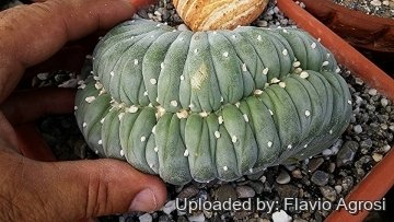 27889 flavio Flavio Agrosi