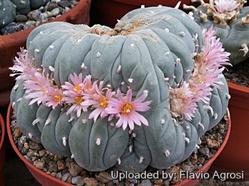 30648 flavio Flavio Agrosi