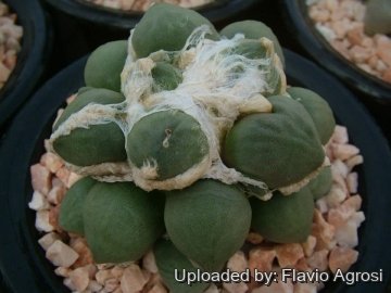 22262 flavio Flavio Agrosi