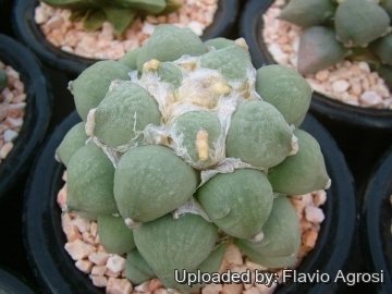 22263 flavio Flavio Agrosi