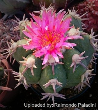 26900 RapCactus Raimondo Paladini
