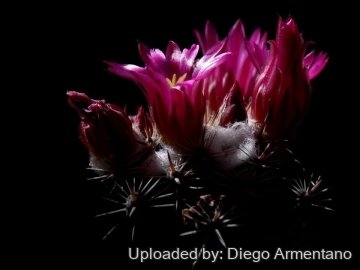 26668 diegoe Diego Armentano