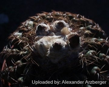 28122 alexander Alexander Arzberger