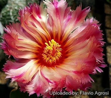 29786 flavio Flavio Agrosi