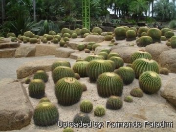 27049 RapCactus Raimondo Paladini