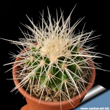6457 cactus-art Cactus Art