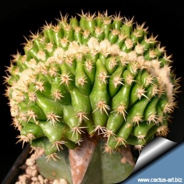 14475 cactus-art Cactus Art