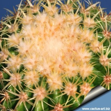 14469 cactus-art Cactus Art
