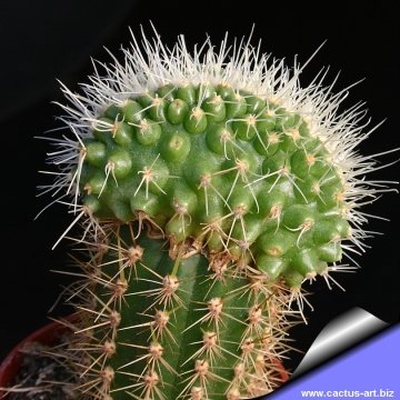 14451 cactus-art Cactus Art