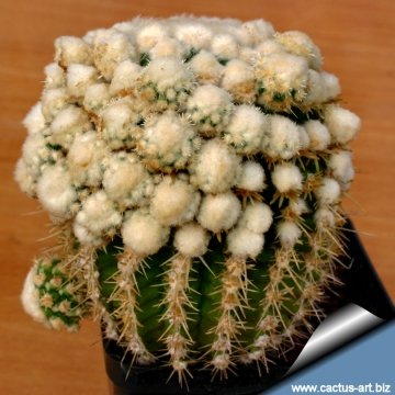 5047 cactus-art Cactus Art