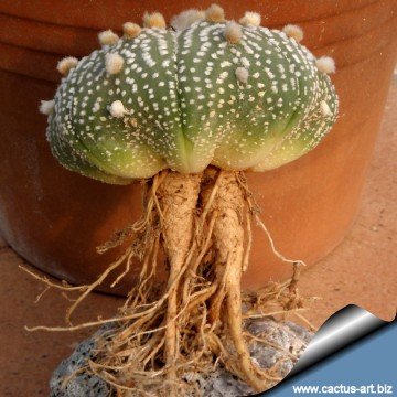 505 cactus-art Cactus Art