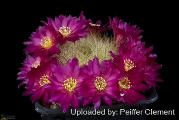29665 cpif Peiffer Clement