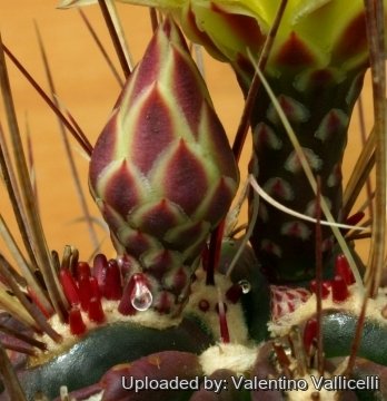 12945 valentino Valentino Vallicelli