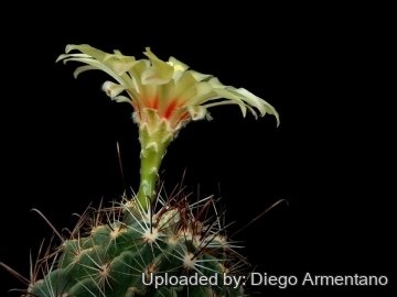 26698 diegoe Diego Armentano