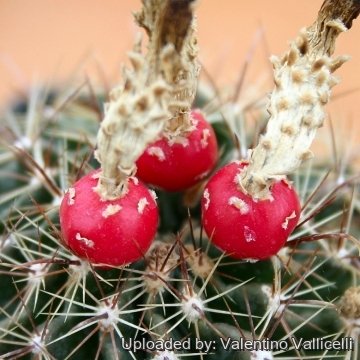 12944 valentino Valentino Vallicelli