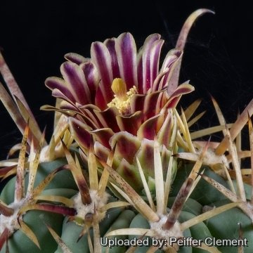 29486 cpif Peiffer Clement