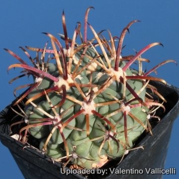 8372 valentino Valentino Vallicelli