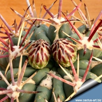 8375 cactus-art Cactus Art