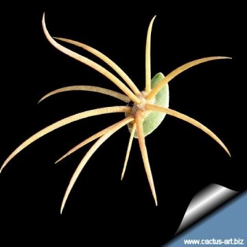 13171 cactus-art Cactus Art