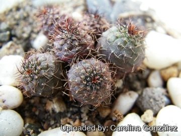 23337 carolina Carolina González