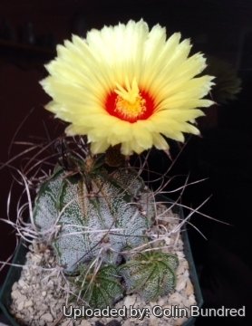 24476 colin Colin Bundred