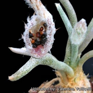 1512 valentino Valentino Vallicelli