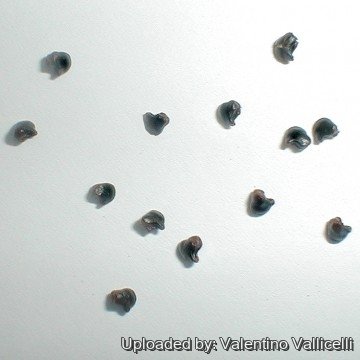 1513 valentino Valentino Vallicelli