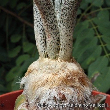 1515 valentino Valentino Vallicelli