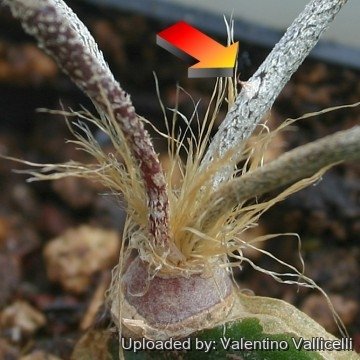 1516 valentino Valentino Vallicelli