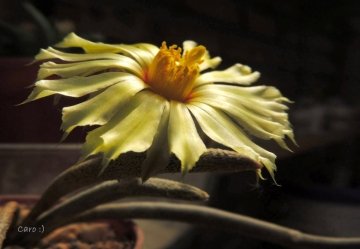 23786 carolina Carolina González