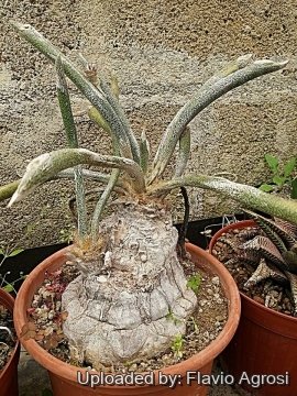 30407 flavio Flavio Agrosi