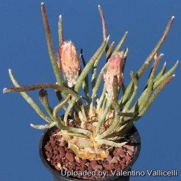 8265 valentino Valentino Vallicelli