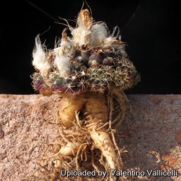 15384 valentino Valentino Vallicelli