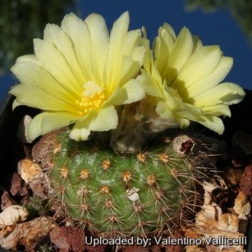 7890 valentino Valentino Vallicelli