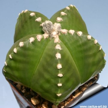8150 cactus-art Cactus Art