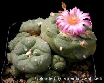 8412 valentino Valentino Vallicelli