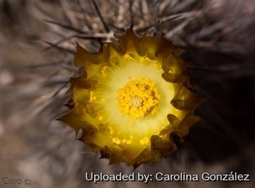 28244 carolina Carolina González