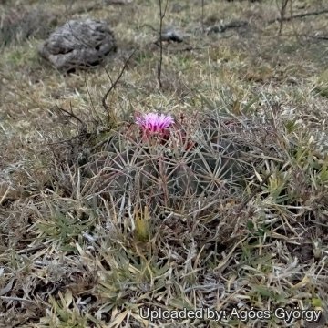 26734 agocs Agócs György